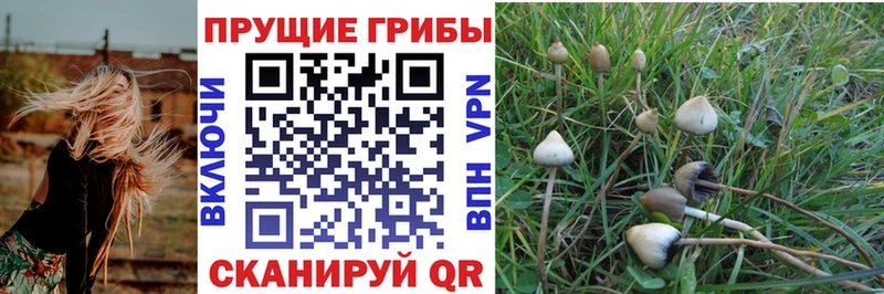 Псилоцибиновые грибы Psilocybine cubensis  закладка  Великий Устюг 